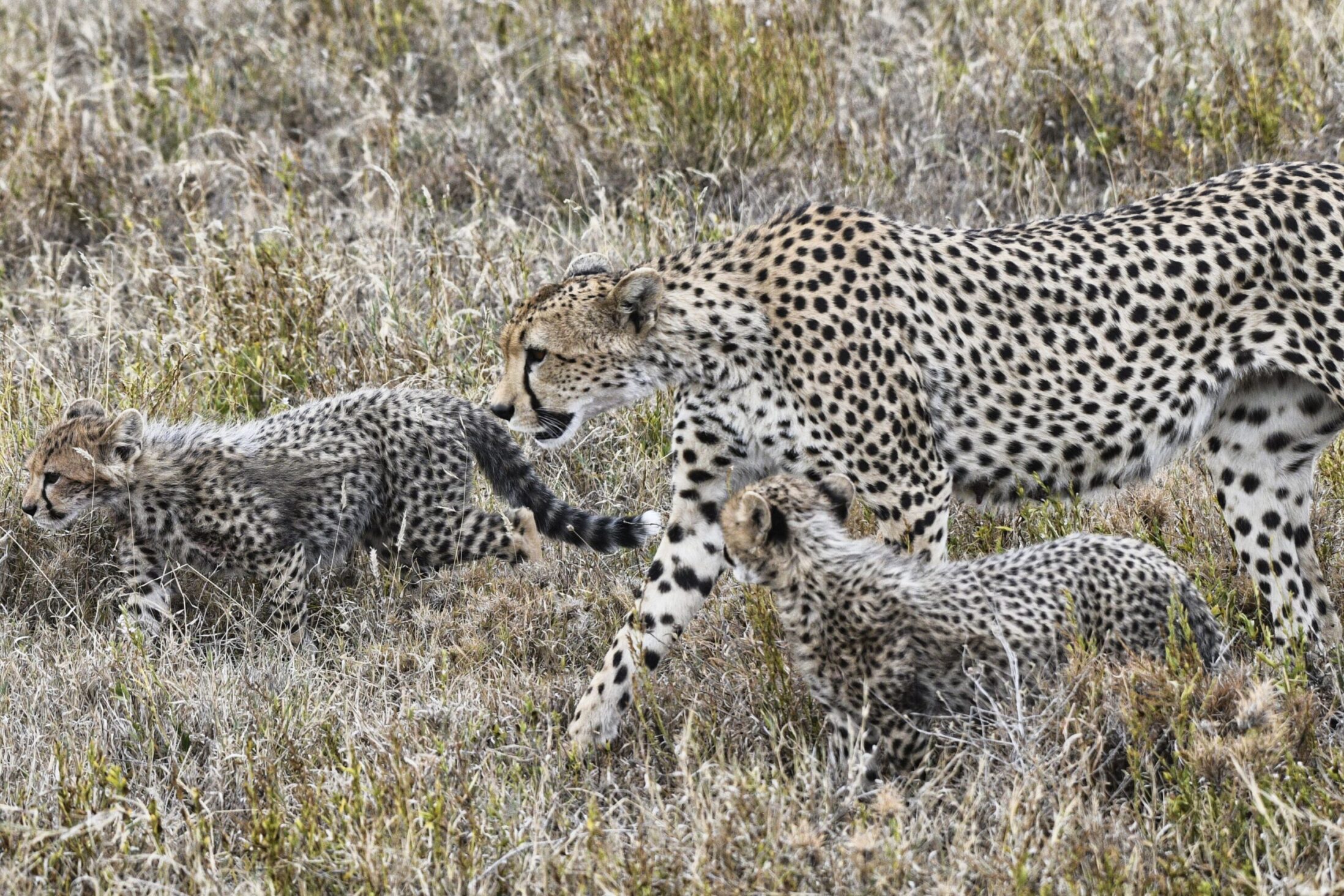 Stories from the Serengeti