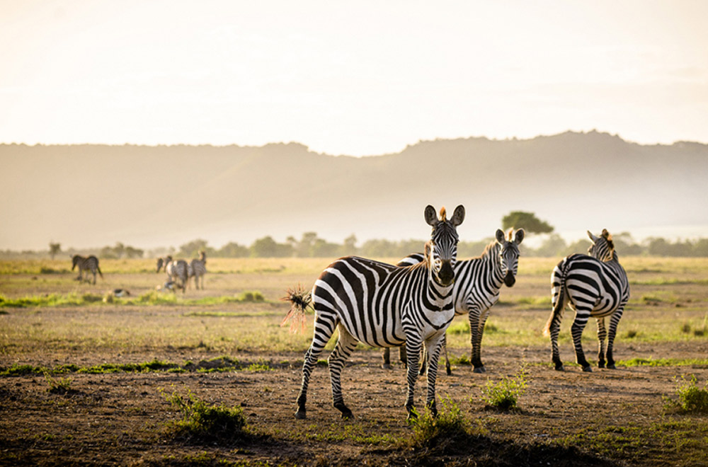 Tanzania Northern Safaris
