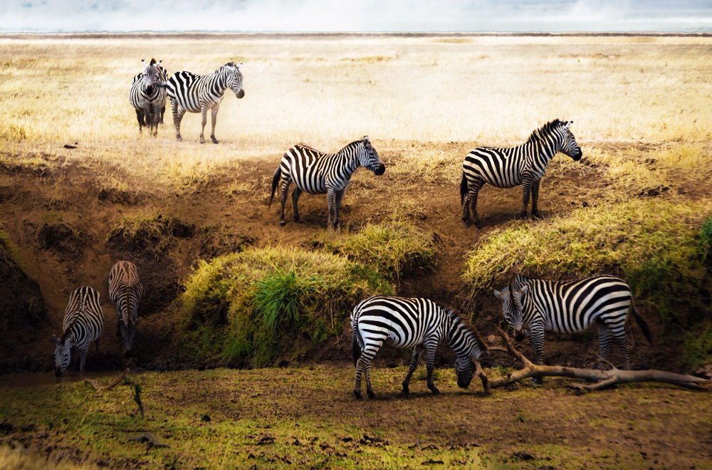 Tanzania Northern Safaris