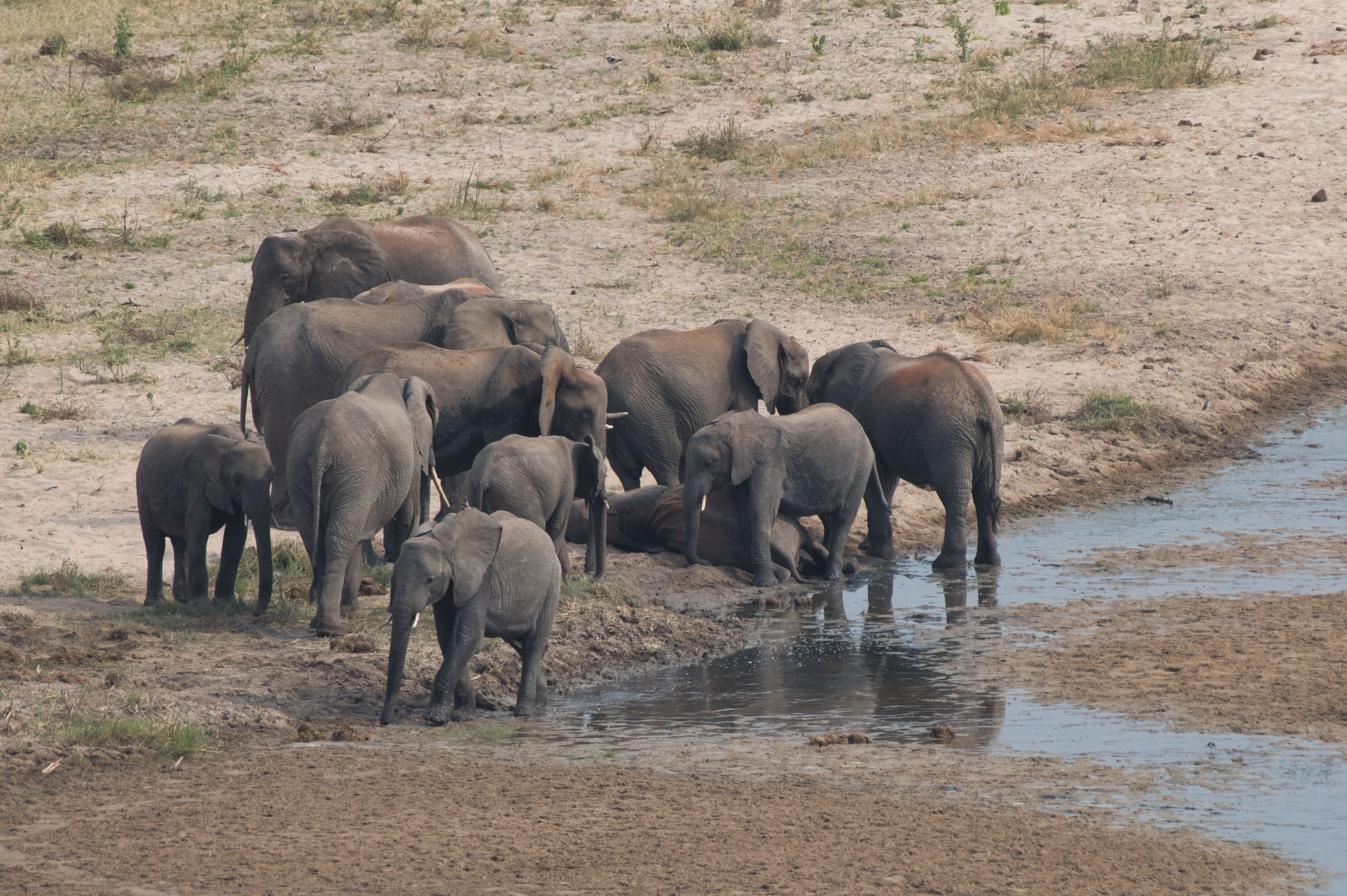 African Safari from Australia