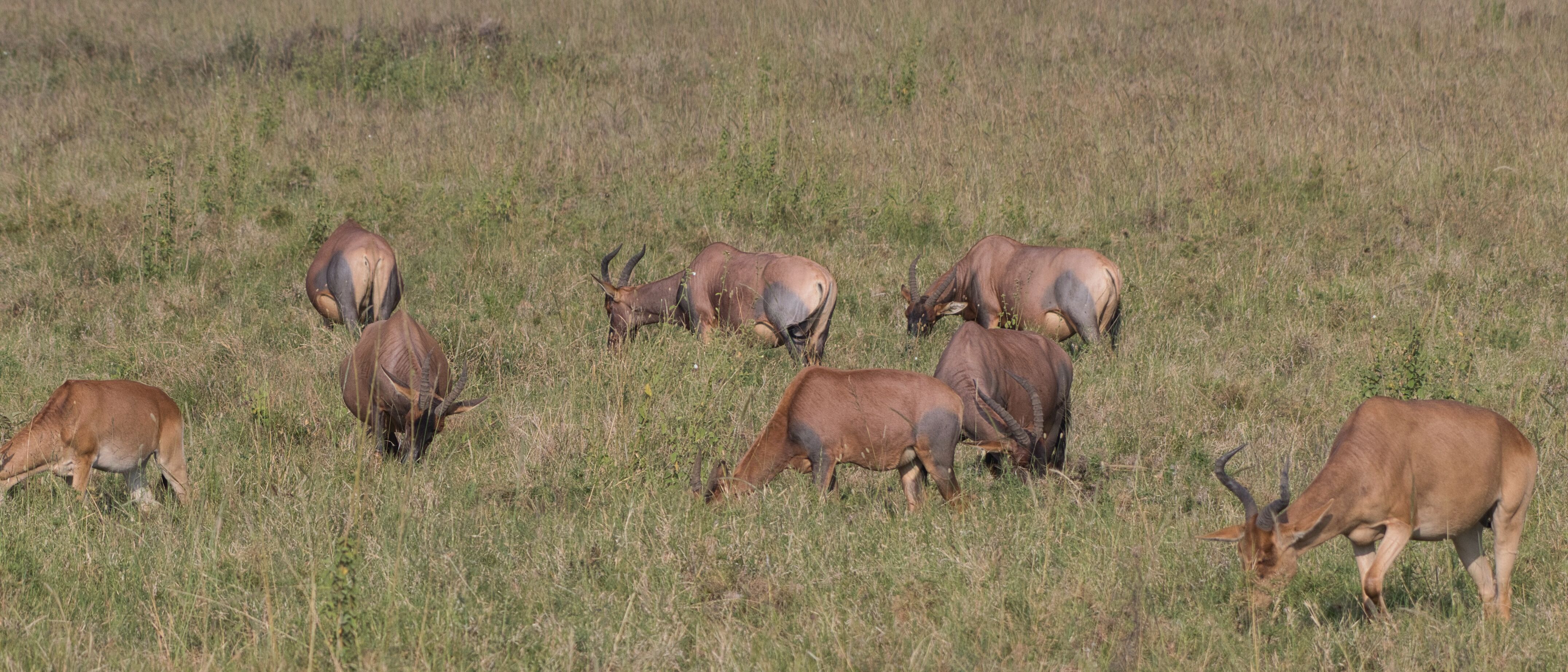African Safari from Gold Coast