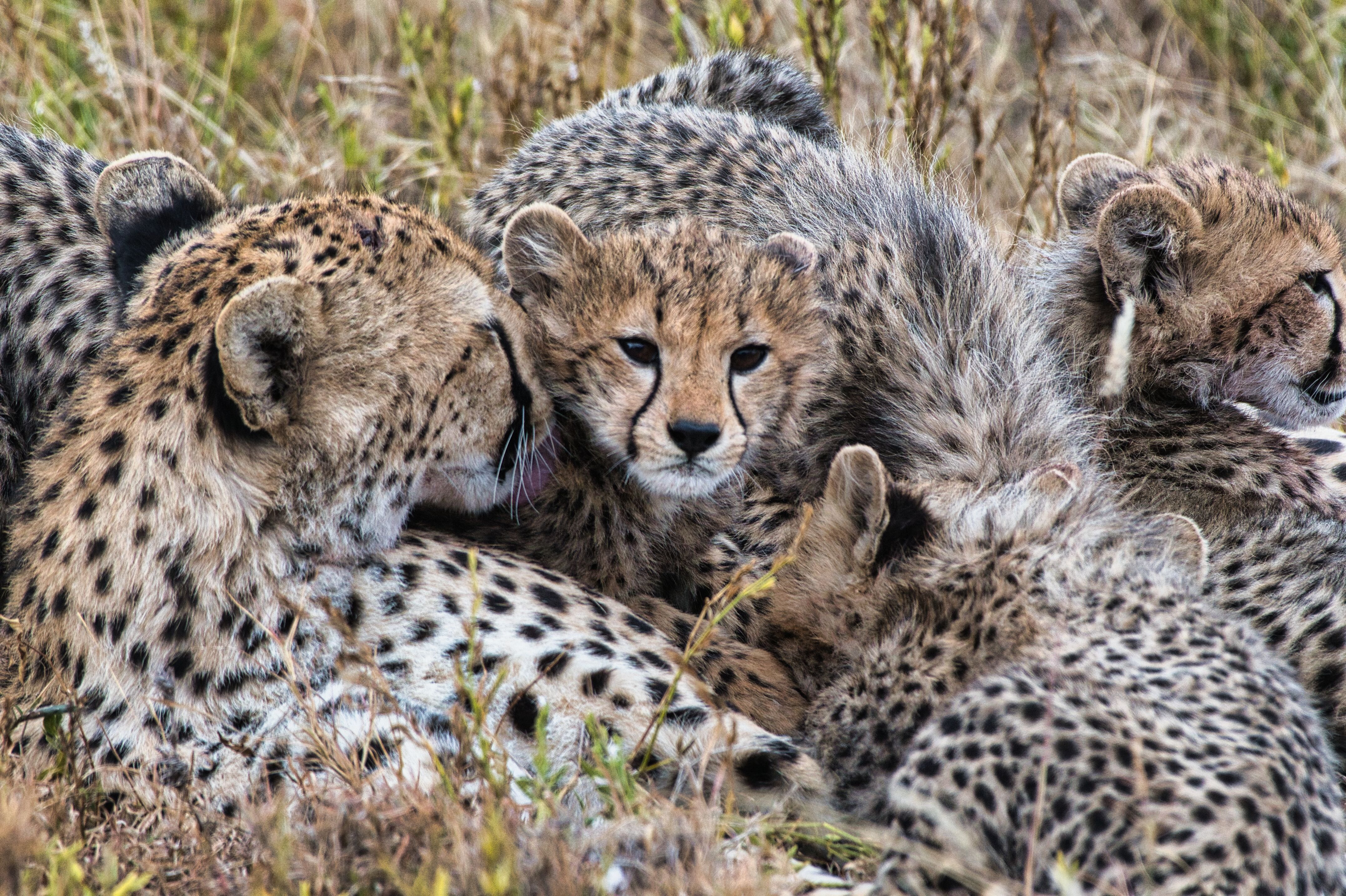 African Safari from Melbourne