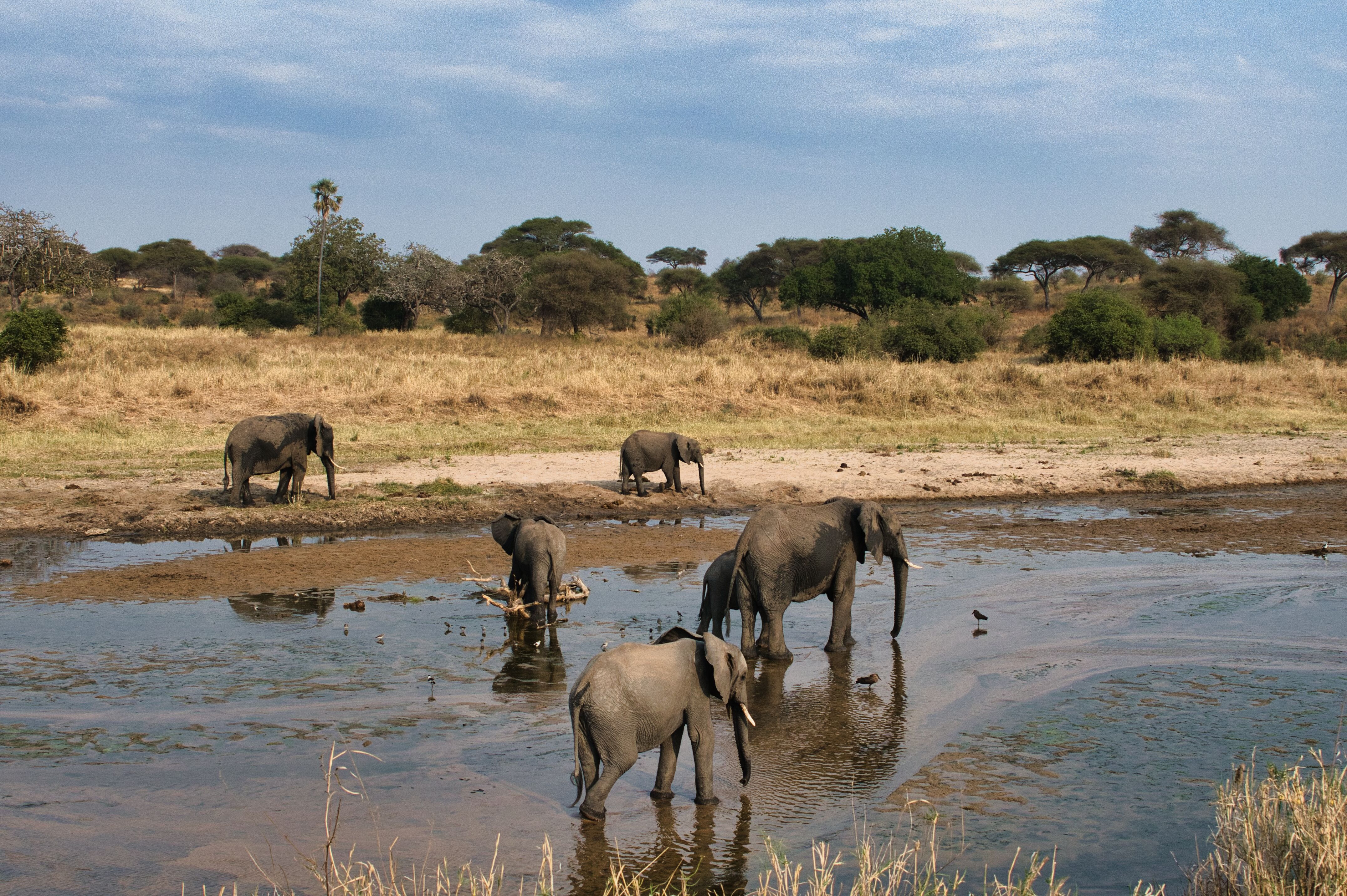 African Safari from Sydney