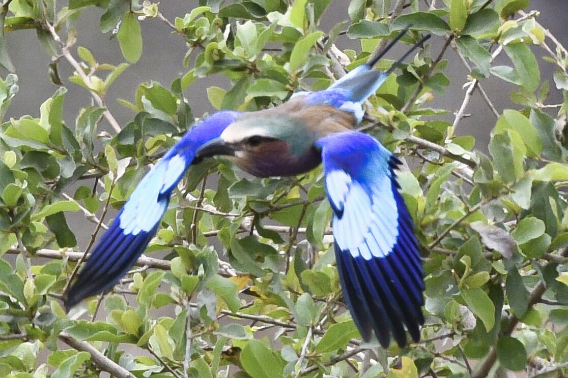 Brisbane to East Africa routes