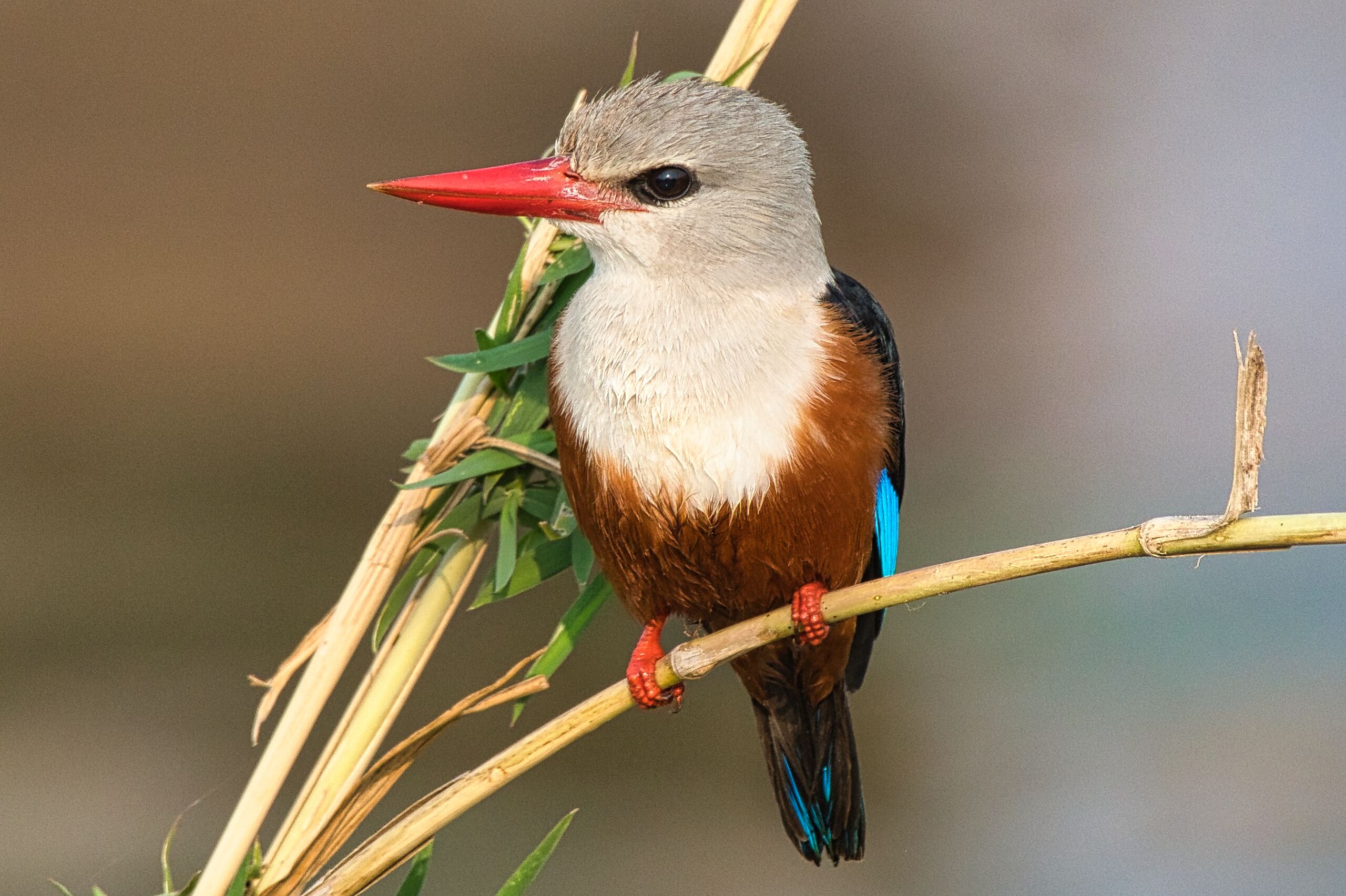 Gold Coast to East Africa routes Gold Coast to East Africa routes