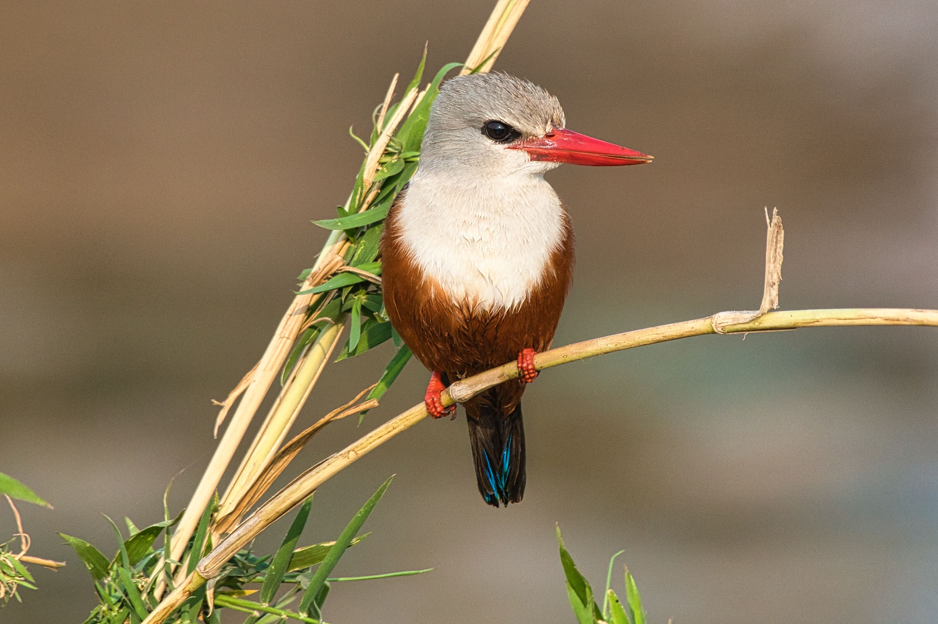 Melbourne to East Africa routes Melbourne to East Africa routes