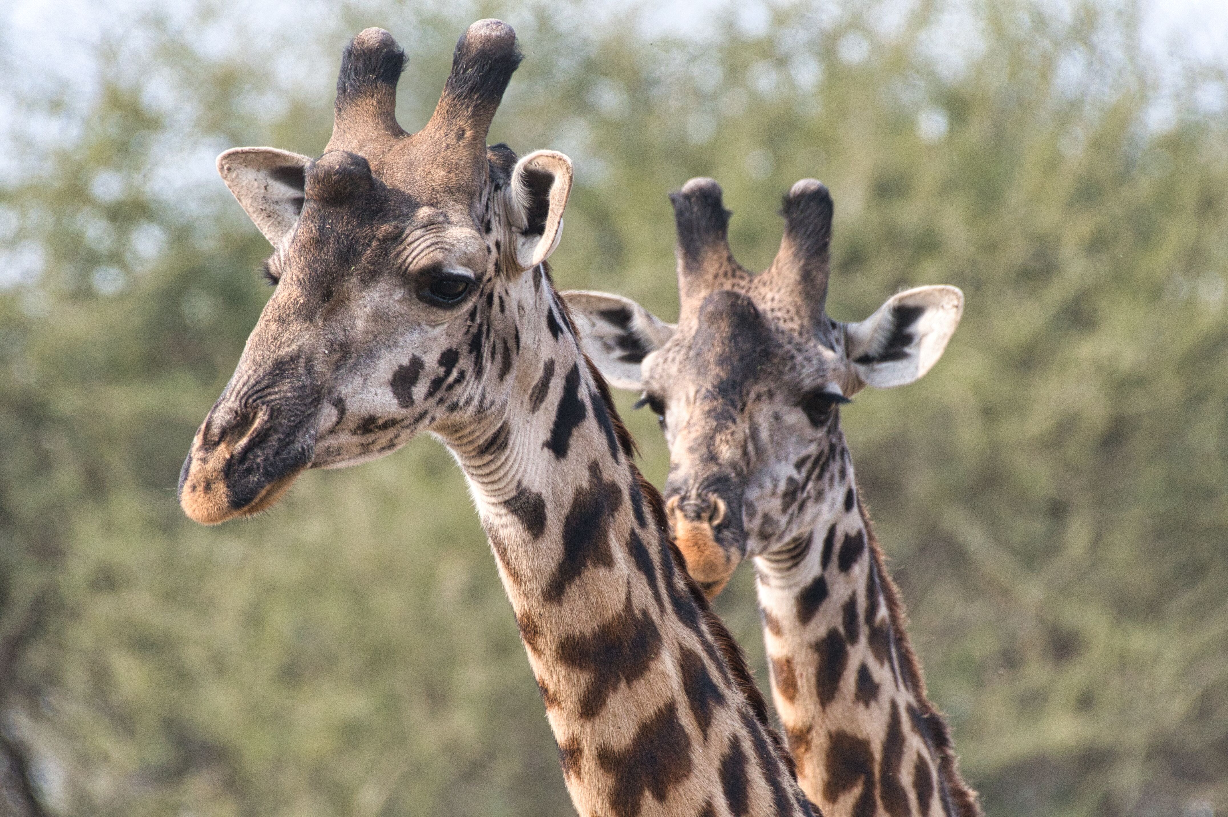 Sydney to East Africa routes