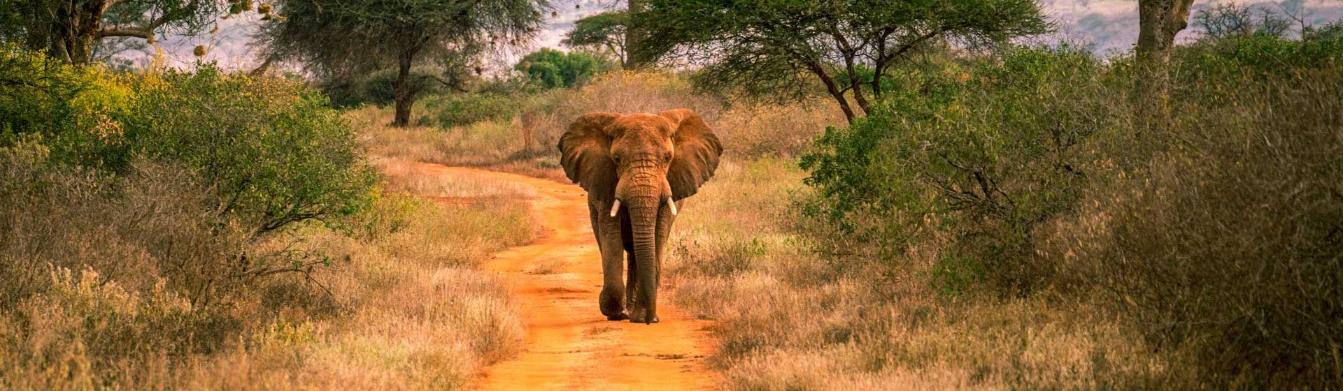 Tsavo West National Park