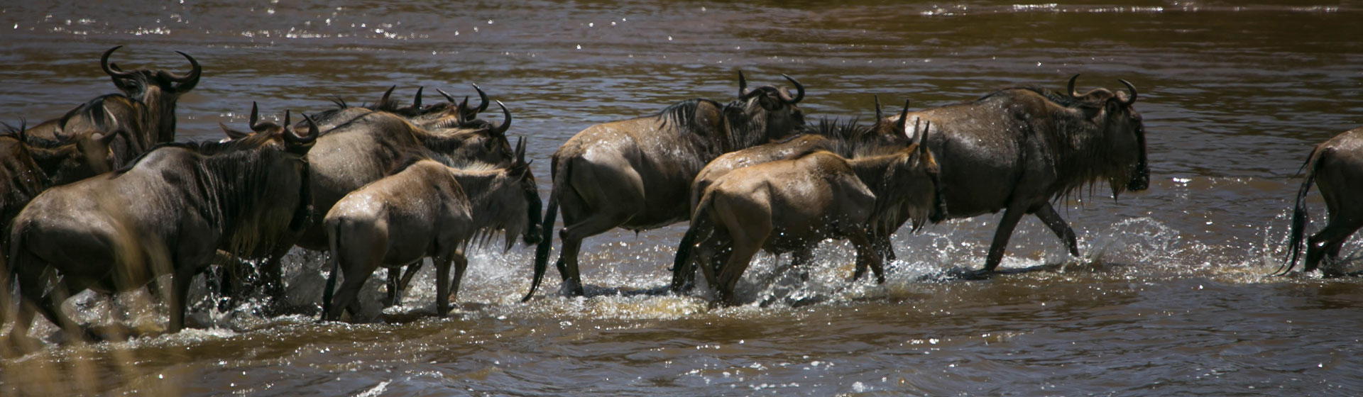 Wildebeest Migration Safaris